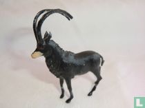 Sable Antelope
