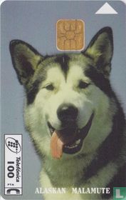 Alaskan Malamute