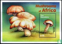 champignons africains