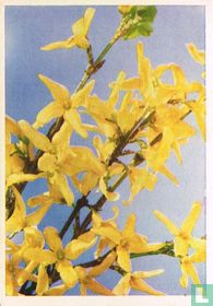 Forsythia bloeit