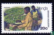 Bananen wachsen