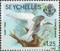 Fairy tern
