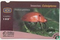 Insectos Coleopteros