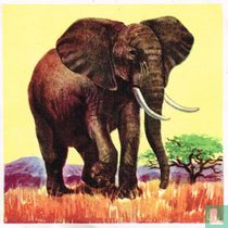 Afrikaanse olifant