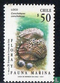 Abalone
