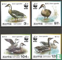 WWF - Swan goose