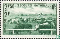 Vaches au pâturage