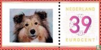 Shetland Sheepdog