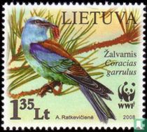European roller
