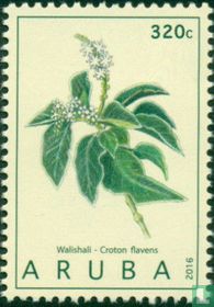 Medicinal plants 