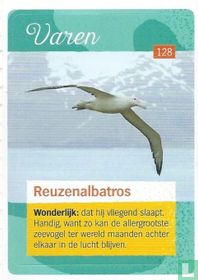 Reuzenalbatros
