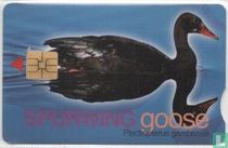 Spurwing Goose
