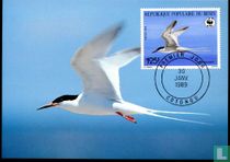 Roseate tern  
