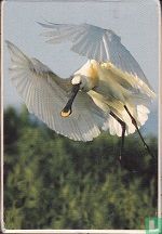 Vogelbescherming Kwartetspel