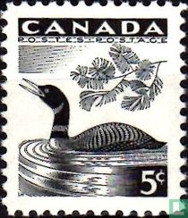 Gelbschnabeltaucher kaufen