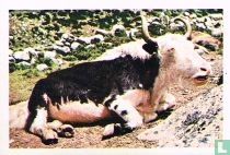 Yak