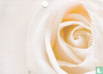 Bloemen: Rozen
