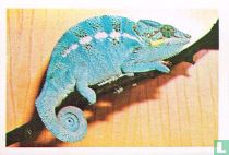Kameleon