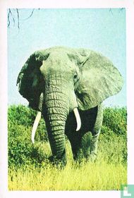 Olifant