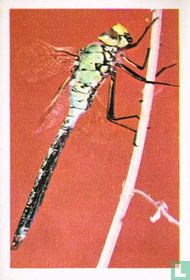 Libelle