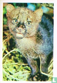 Jaguarundi