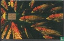 Fisk