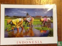 Planting Rice