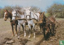 Dieren: Paarden