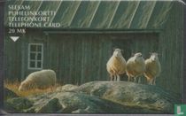 Sheeps by Barn