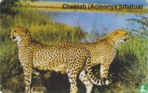 Cheeta (Acinonyx jubatus)