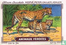 Le guépard