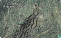 Serval (leptailurus serval)