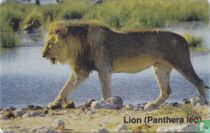Lion (Panthera leo)