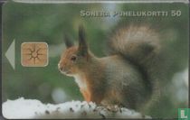Squirrel