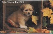 Puppy in a Box