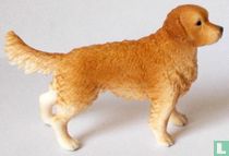 Chien Retriever d’or
