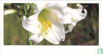 Bloemen: Lelie