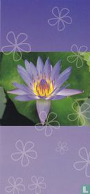 Bloemen: Waterlelie