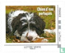 Chiens