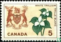 Ontario - Großblütige Waldlilie kaufen