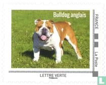 Chiens
