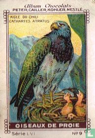 Aigle du Chili - Cathartes atratus