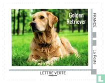 Chiens