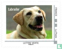 Chiens