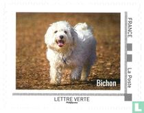 Chiens