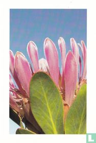 Bloemen: Suikerbossie: Protea