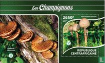 Paddenstoelen kopen