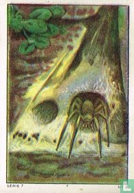 Araignée tubulaire