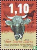 Cattle