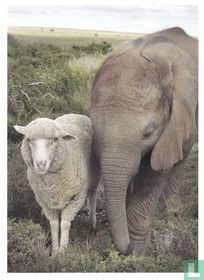 Dieren: Olifant